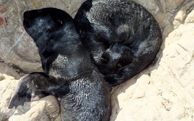 Die rare rob-tweeling kort na hulle geboorte - kompleet soos twee swart hondjies  